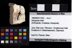 Foto (Objket + Etiketten) von Decapoda indet. 